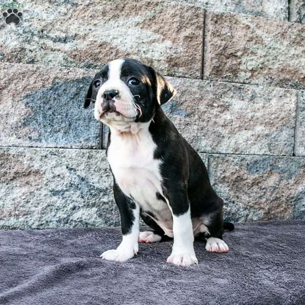Carla, Boston Terrier Puppy